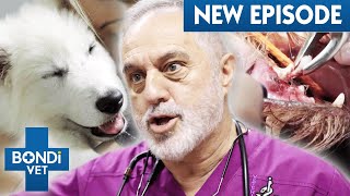 Puppy's Strangulated Stomach: Under The Knife For Open Chest Surgery  S5E4 | Bondi Vet Full Episode