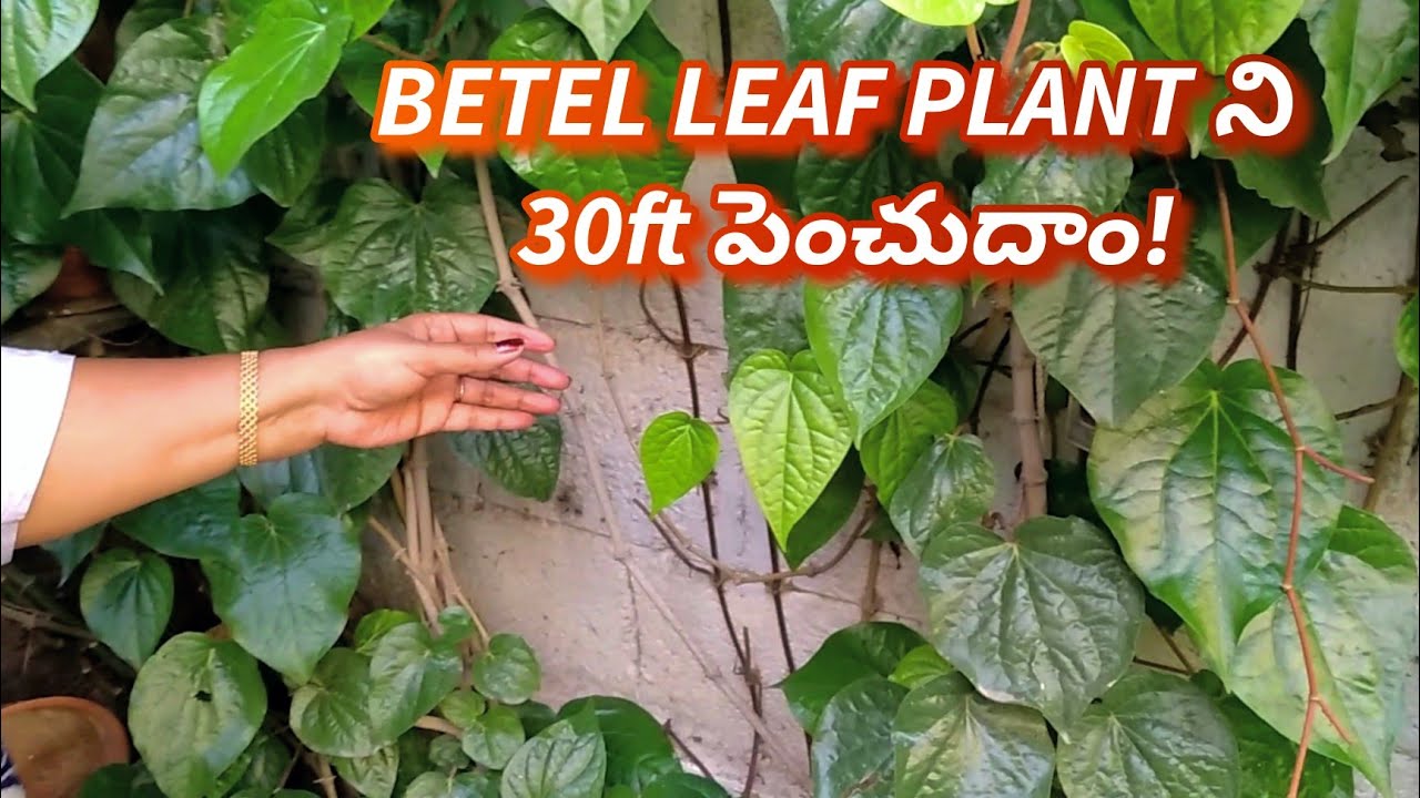 Betel Leaf Plant Stem Cutting Propagation Care Medicinal Uses betel-leaf-plant-stem-cutting-propagation-care-medicinal-uses