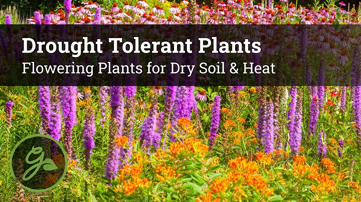 Drought Tolerant Plants - Flowers for Dry Soil & Heat - DayDayNews