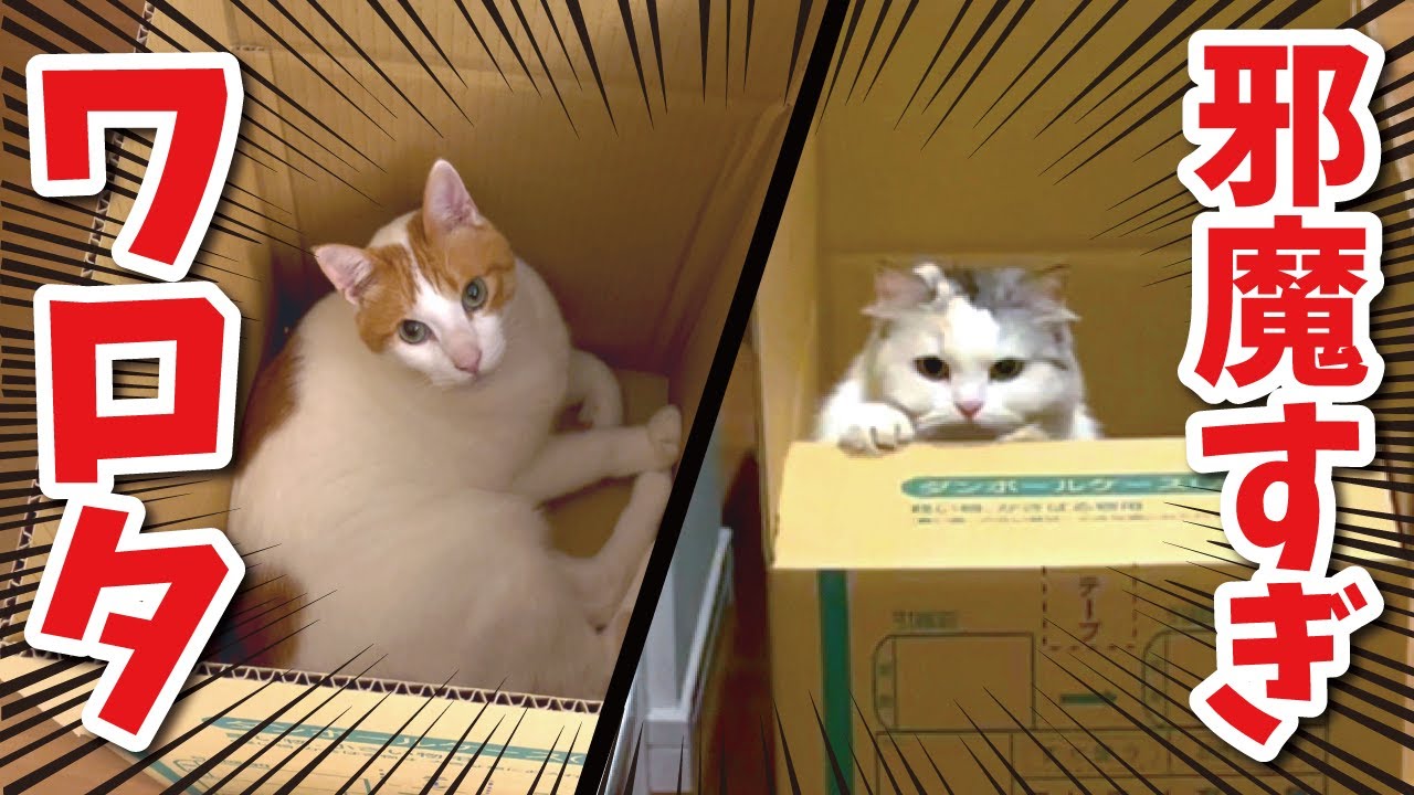 引っ越しの準備を邪魔してくる猫達が可愛すぎて鼻血でた…【関西弁で