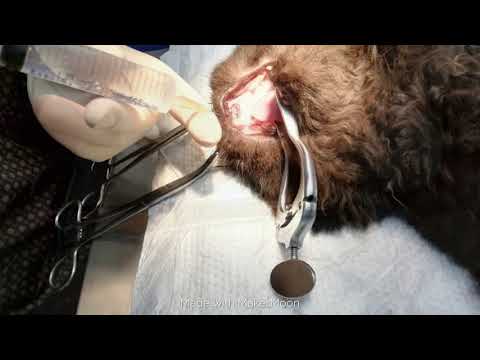 Видео: Какво представлява резорбцията на зъбите при котките?