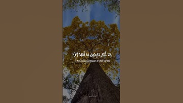| سورة الكافرون|بصوت|#ماهر_المعيقلي |#القرآن_الكريم|💛#foryou #foryoupage #viral #fyp