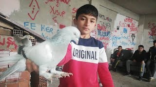 Yaşının Üstünde Bir Kuşçuluk Zekası Yusuf Gelecek Vaatediyor Gebze Güvercin Kümesleri