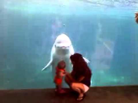 Beluga Whale Tries To Eat A Baby