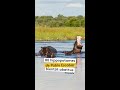 80 hippopotames de Pablo Escobar bientôt abattus