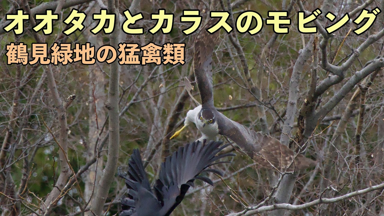 オオタカとカラスのモビング（鶴見緑地の猛禽類）＃猛禽類＃オオタカとカラス＃モビング