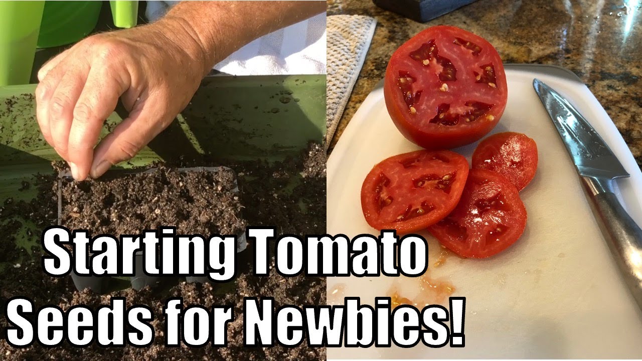 Как выращивать семена томатов для новичков
