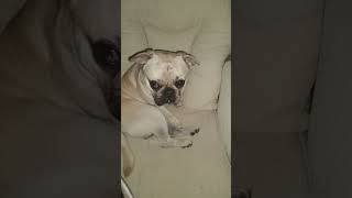 Bruno One Year Old French Bulldog X Pug