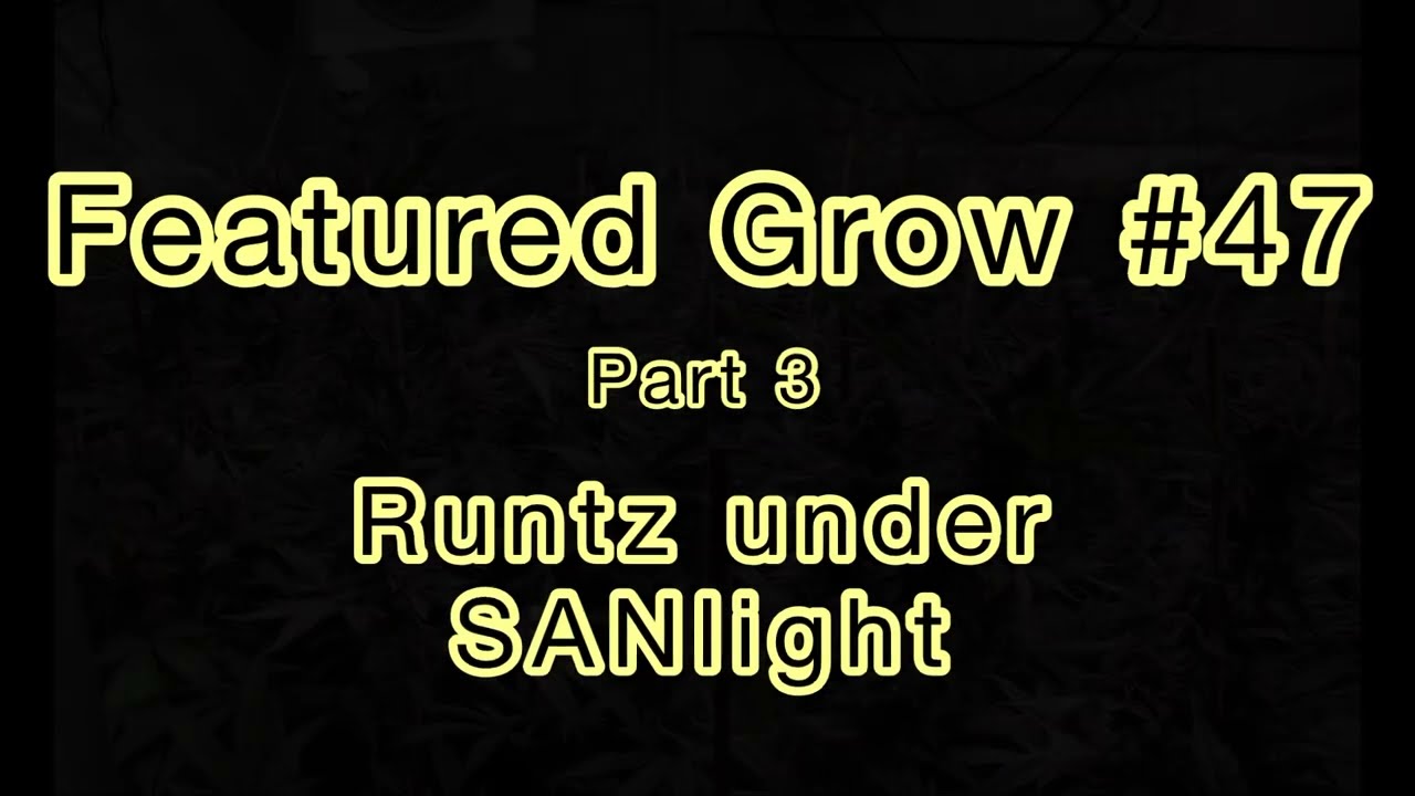 FEATURED GROW #47: FINAL PART - Ready to Harvest: RUNTZ under SANlight LEDs