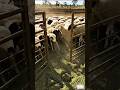 Eid Al Adha Coming Soon Cinematic Farm Scene 