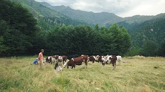 #169 Cows on the Land, Building Stone Walls, Stung by a Bee