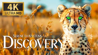 Serene Ecosystems Discovery 4K 🐾Relaxing Animals Documentary with Calm Piano Music & Nature Movie