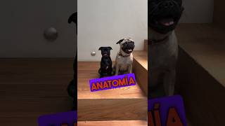 Ya conocemos la anatomía de un Pug! #itspugsita #itspugbertha #pugs #pets #perros #pug #dog