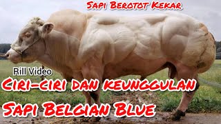 Sapi Belgian Blue, Ciri-ciri dan Keunggulan Sapi Belgian Blue || Sapi Potong Berotot Kekar