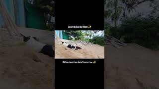 Learn to live like them ✨ without worries about tomorrow ✨ #healer #viral #dogshorts #strayanimals