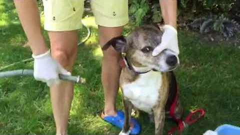Skunk Spray Treatment for a Dog