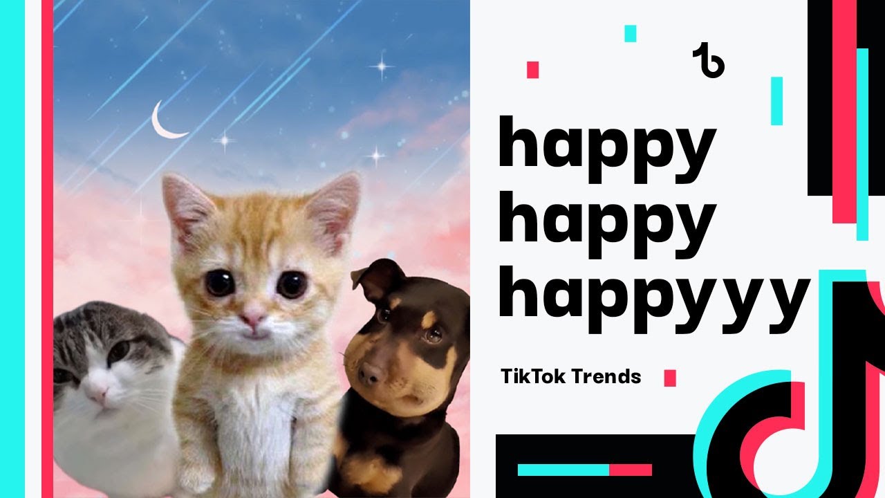 Happy Happy Happy Cat Meme | Tiktok Trends Compilation - Youtube