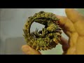 죽은건 아니겠죠? 아기 용드래곤이 안보입니다ㅠㅠ /Realistic dragon girdle tailed armadillo lizard