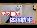 デブ猫キクちゃんの体脂肪率を測ってみた！☆I measured the fat percentage of fat cat Kiku-chan!