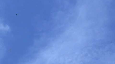 Tree Swallow Diary Part 13 - Dive Bombers