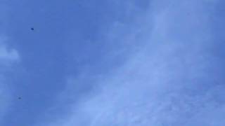 Tree Swallow Diary Part 13 - Dive Bombers