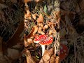 Excited by Mushrooms 🥰🍄 Fly Agaric #toadstool #flyagaric #mushroom #Amanitamuscaria #christmas