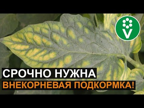 ПОМИДОРЫ БУДУТ РАЗМЕРОМ С ГОРОХ, если игнорировать эти симптомы! Магниевое голодание растений