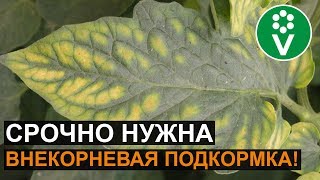 ПОМИДОРЫ БУДУТ РАЗМЕРОМ С ГОРОХ, если игнорировать эти симптомы! Магниевое голодание растений