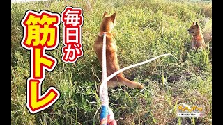 【猟犬】毎日が筋トレ！ #犬のいる暮らし #猟犬 #猪猟 #犬 #犬動画 #狩猟