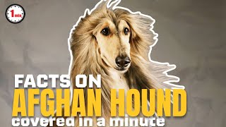 A sight to behold dog! | Afghan Hound in 1 Minute | AnimalSnapz by Animal Snapz 264 views 8 months ago 1 minute, 36 seconds