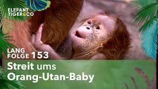 Orang-Utan-Baby geklaut (Langfolge 153) | Elefant, Tiger & Co. | ARD