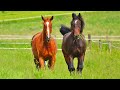 🐎Sonido de caballos Relinchando y Galopando | Sonidos para Relajarse, Meditar, Estudiar.