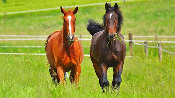 ¿Cuando un caballo relincha?