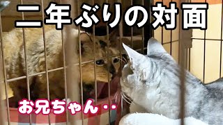 離ればなれだった兄弟猫…再び出会う。(仲良しプロジェクト2023まとめ)【保護猫・老猫】