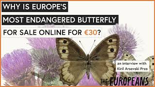 Why is Europe's most endangered butterfly for sale online for 30 euros