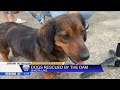 Abandoned dachshunds found near Shasta Dam now looking for a forever home