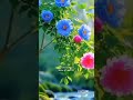 أجمل اغنية كردية مترجمه للعربيه كورمانجي هار جولي اغاني تصميمي ورد اكسبلور ستوريات تابعوني