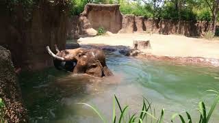 Asian elephant Raja dives into water at Saint Louis Zoo