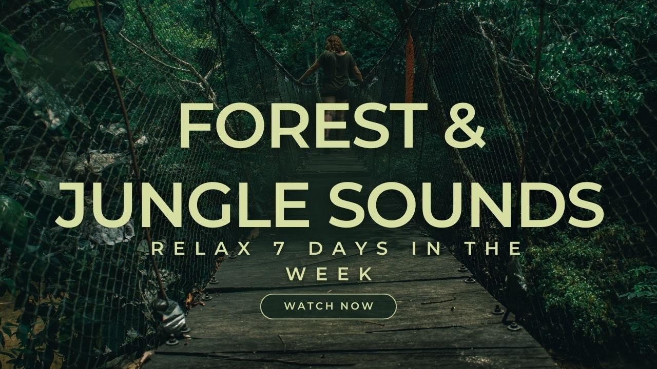 Forest Sounds Relaxing Music & Nature Sounds for Stress Relief | No ads ...