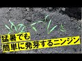 水やりは1回のみ！ニンジンかんたん発芽！