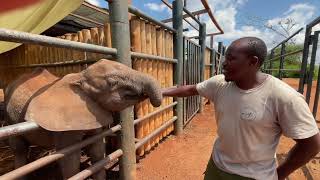 Rescue Of Orphaned Elephant Ashanti Sheldrick Trust