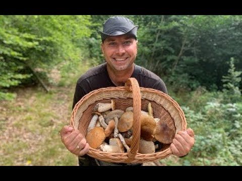 Borowiki i koźlarze, pomimo suszy, rosną // Grzybobranie 17.08.2019 (woj. pomorskie)
