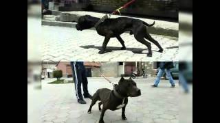 Zhumpo Mitrovice Vs Maxi Prizren .