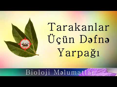 Video: Tarakanlardan dəfnə yarpağı: necə istifadə etmək olar