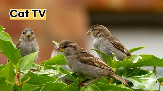 고양이가 좋아하는 영상 | Cat TV for Cats to Watch | Bird love spring