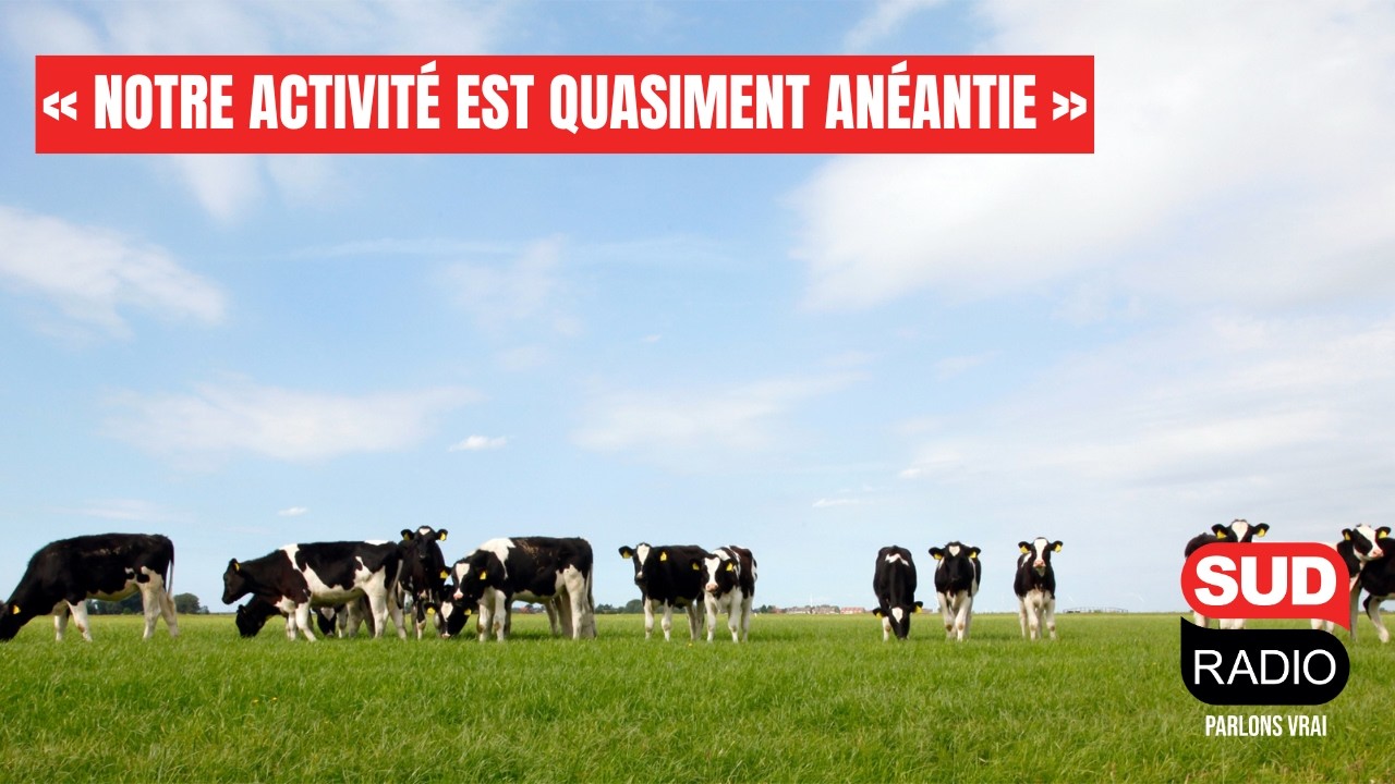 Incendies : "La moitié de mes vaches ne produisent plus de lait"