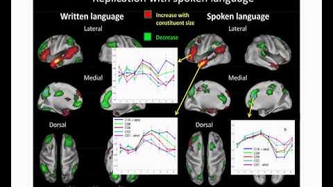 S Dehaene, "In search of the neural encoding of constituent structure", Nias/Lorentz        Workshop