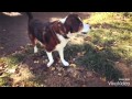 Dogs playing in slow motion