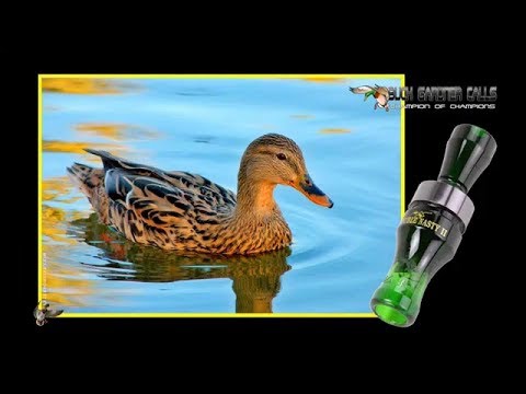 იხვის საყვირი |Ixvis sayviri 2