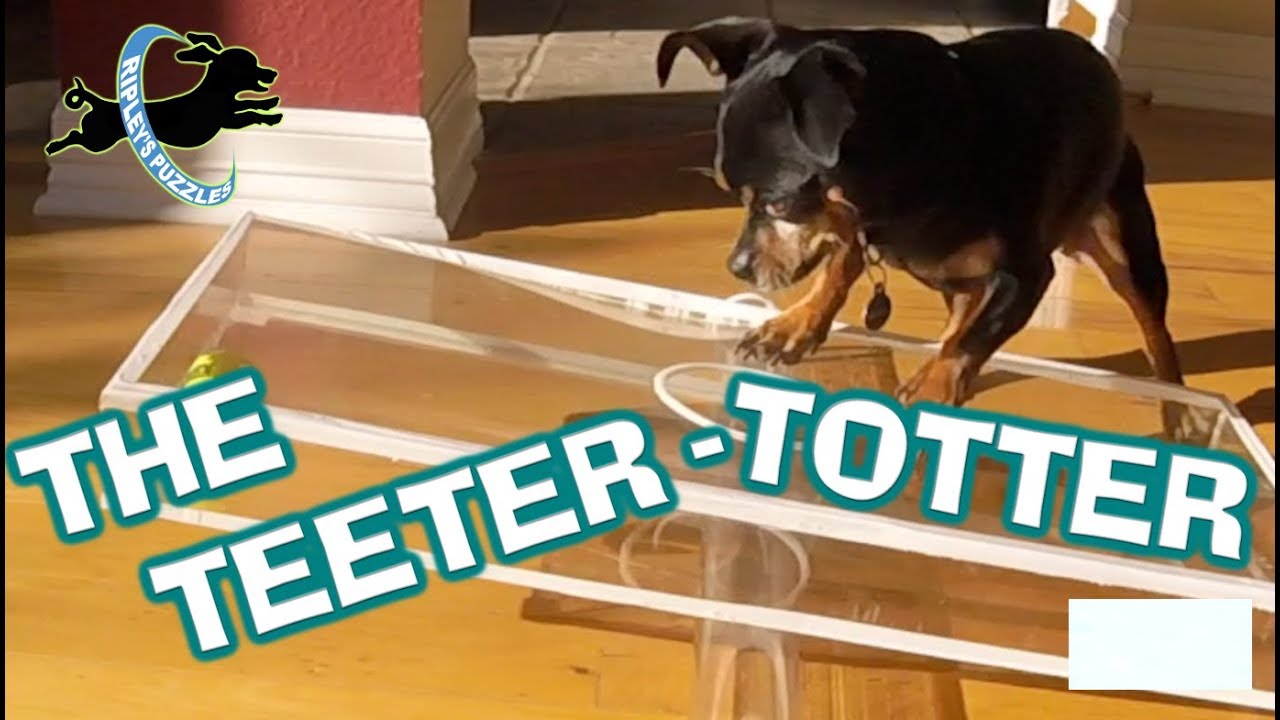 Ripley Uses Balance To Solve Her New Teeter Totter Dog Puzzle Game